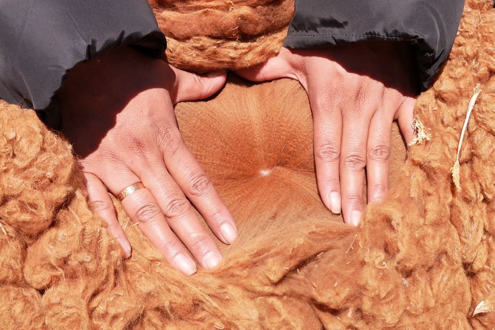 Merinovilla vs. Royal Alpakka