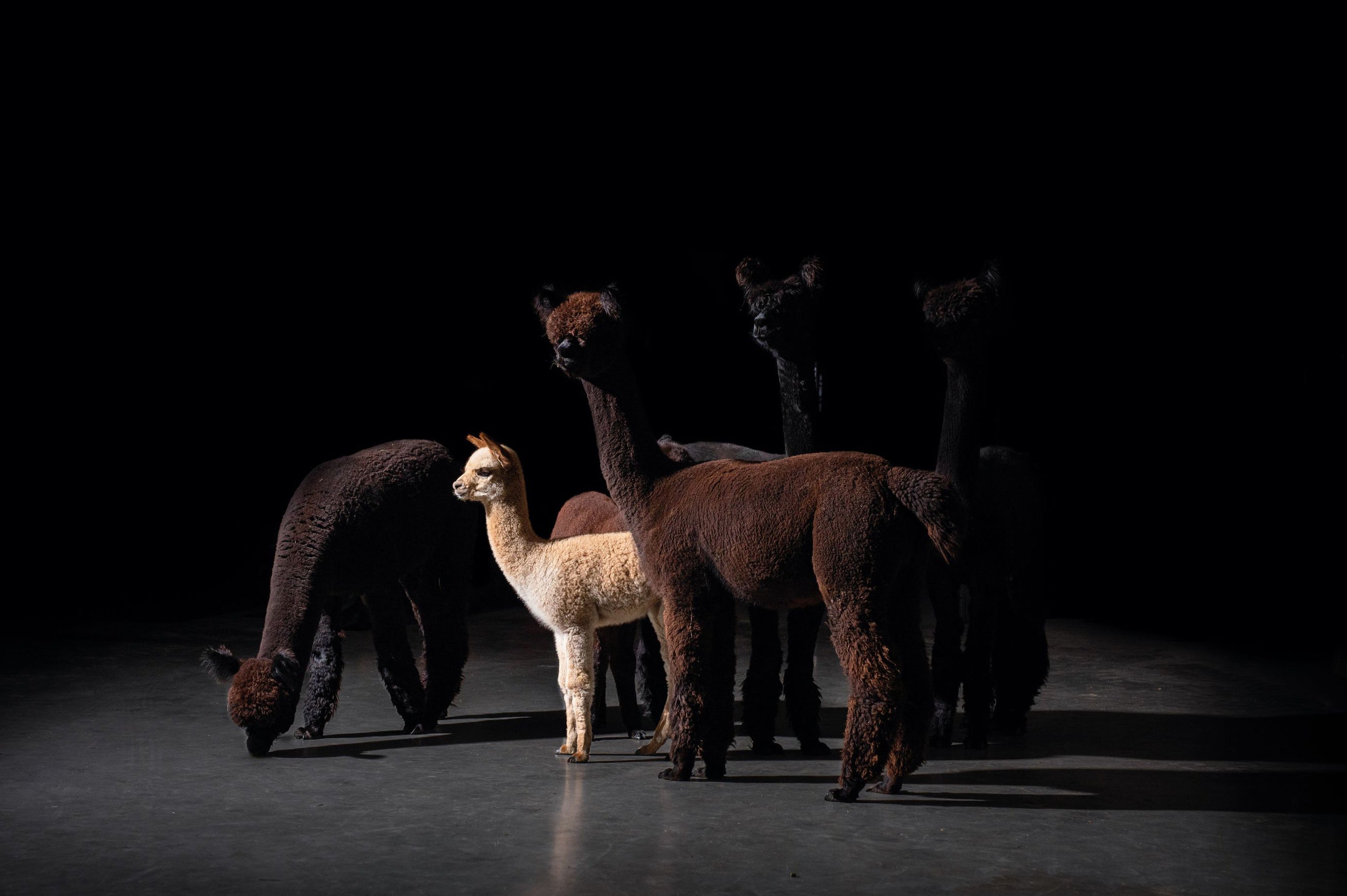 Ruukin Kehräämön Alpaca Royal -mallisto on ainoa laatuaan