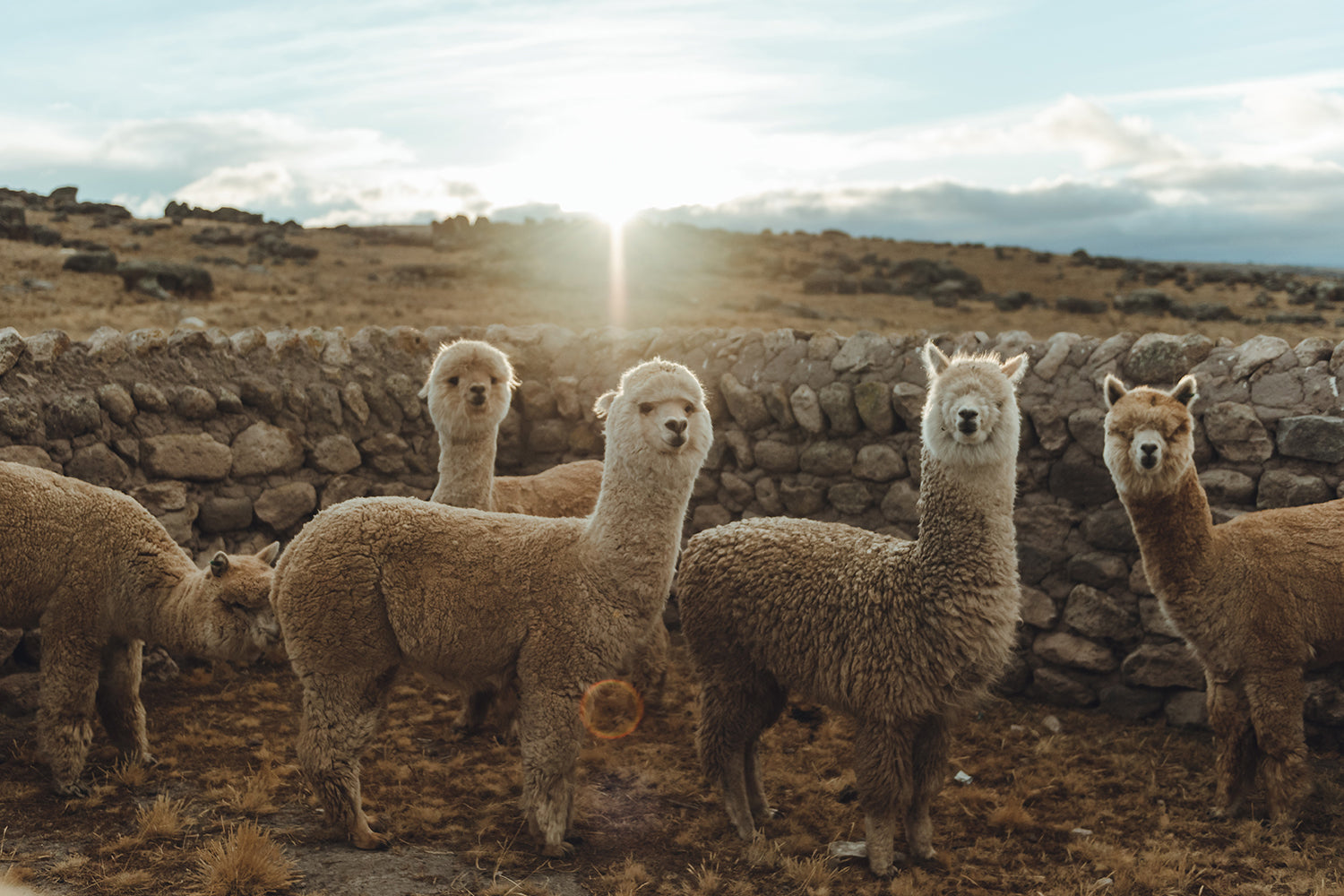 Andien alpakat - Inka-sivilisaation kulmakivi