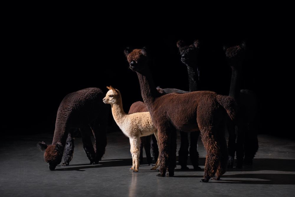 Alpaca Royal - 6 dimensions of alpaca knit